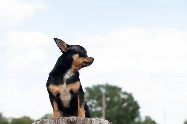 Chihuahua est assis sur le banc. Jolie chihuahua brun chien debout — Photo