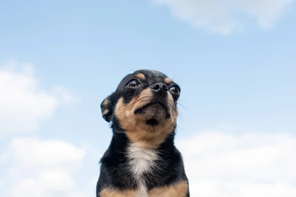Chihuahua está sentado no banco. Muito marrom chihuahua cão de pé — Fotografia de Stock
