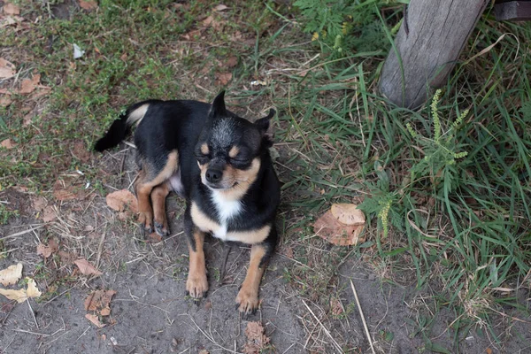 Chihuahua bankta oturuyor. Güzel kahverengi chihuahua köpeği ayakta duruyor — Stok fotoğraf