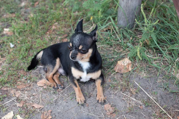 Chihuahua è seduto sulla panchina. Piuttosto marrone cane chihuahua in piedi — Foto Stock