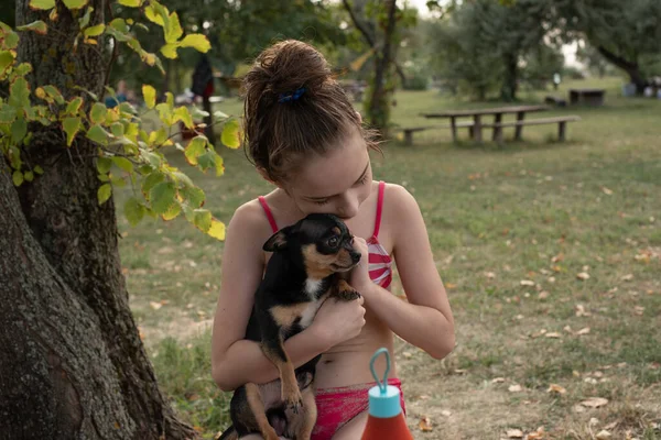 Um pequeno chihuahua está deitado nos braços do seu dono. Chihuahua cão em seus braços . — Fotografia de Stock