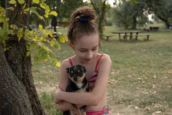 Un petit chihuahua est allongé dans les bras de son propriétaire. Chihuahua chien dans ses bras . — Photo