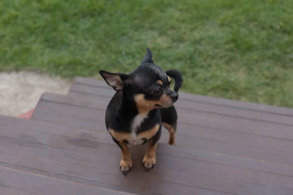 Der Hund geht im Park spazieren. Schwarz-braun-weiße Farbe des Chihuahua. Hund — Stockfoto