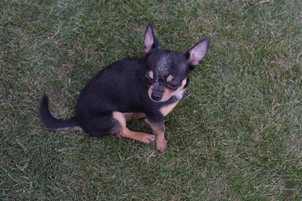 O cão caminha no parque. Cor preto-marrom-branco de chihuahua. cão — Fotografia de Stock