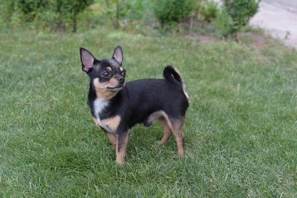 Köpek parkta yürür. Chihuahua 'nın siyah-kahverengi-beyaz rengi. köpek — Stok fotoğraf