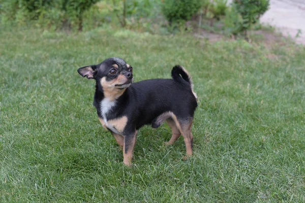 Hunden går i parken. Svartbrun-vit färg på chihuahua. hund — Stockfoto
