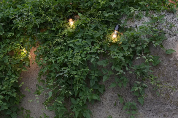 trendy globe string lights outdoor hanging from trees in private garden with fence and greenery in the background. Light bulbs on the fence and greenery