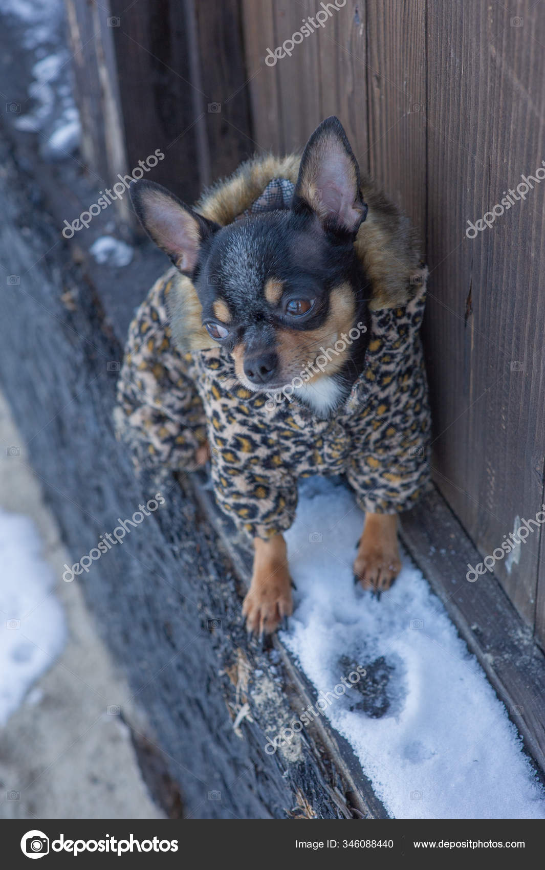 Kleine Hundejacke Kalt Winter Chihuahua Winterkleidung Vor Einem Hintergrund Aus Stockfotografie Lizenzfreie Fotos C Kapinosova 346088440 Depositphotos