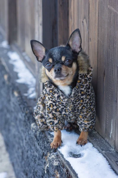 small dog jacket cold in the winter. Chihuahua in winter clothes on a background of snow. Chihuahua. Dog on a walk in the winter. A lot of snow and a dog. Eco fur coat for dogs. Black brown white dog