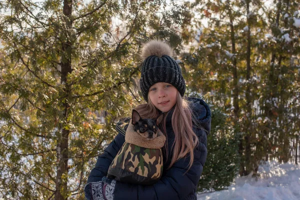 Pequeño Perro Chihuahua Calienta Bajo Chaqueta Amante Chica Con Chaqueta — Foto de Stock