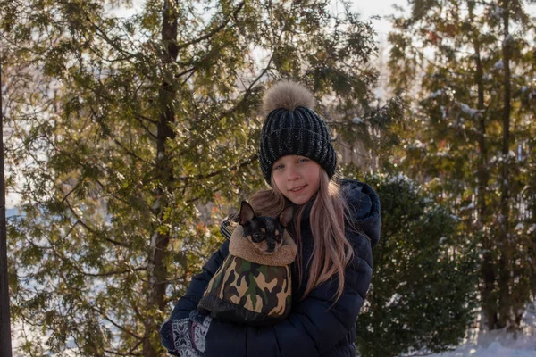 Piccolo Cane Chihuahua Riscaldato Sotto Giacca Della Padrona Ragazza Giacca — Foto Stock