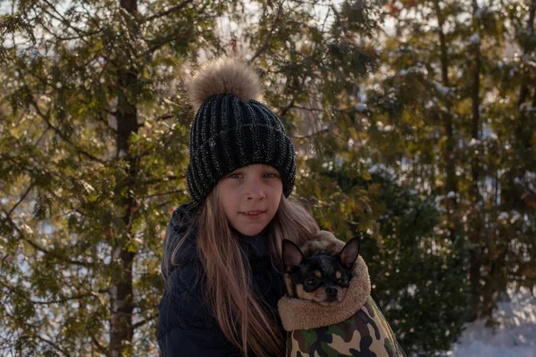 Mały Pies Chihuahua Jest Podgrzewany Pod Kurtkę Kochanki Dziewczyna Zimowej — Zdjęcie stockowe