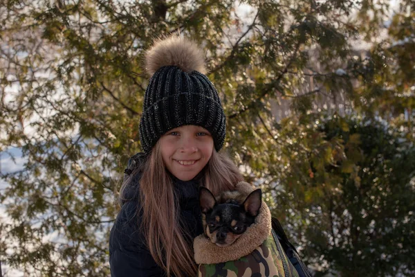 Liten Chihuahua Hund Värms Älskarinnans Jacka Flicka Vinterjacka Och Chihuahua — Stockfoto