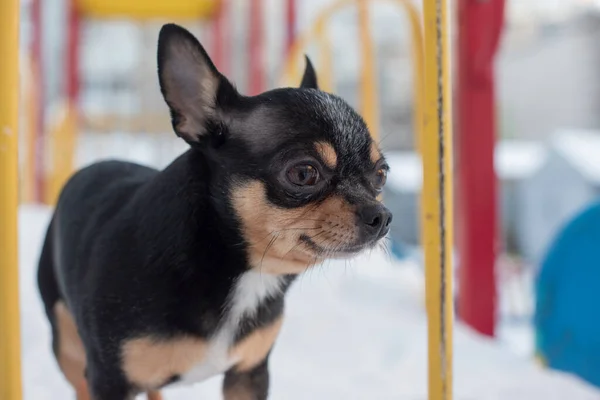 Chihuahua dog is a small breed. Small breeds of dogs. Pet for a walk. Dog in winter in snowy weather. Chihuahua in the playground. Short haired dog portrait. Dog in winter without clothes. A Pet