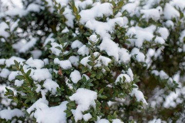 Kar altında çalı yeşili. Yeşil bir çalılıkta kar. Kış konsepti
