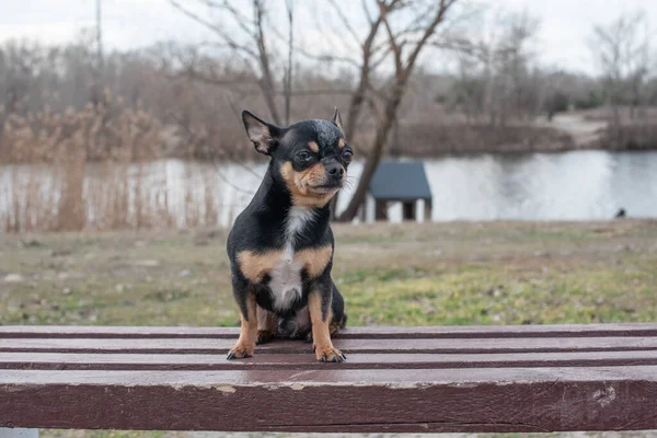 Malý Pejsek Chihuahua Pes Chihuahua Písku Lese Série Fotek Malým — Stock fotografie