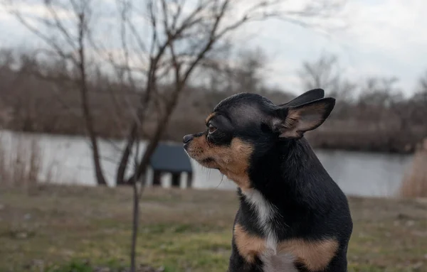 小さな犬 チワワ 森の砂の上のチワワ犬 小さな犬との一連の写真 ペット黒と茶色の白 秋の暖かい日にレクリエーションセンターで森の中を散歩するための犬 — ストック写真