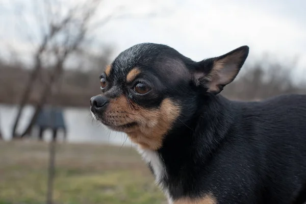 Perro Pequeño Chihuahua Chihuahua Perro Arena Bosque Una Serie Fotos — Foto de Stock