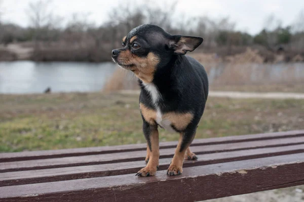 Küçük Köpek Chihuahua Chihuahua Köpeği Ormandaki Kumda Küçük Bir Köpekle — Stok fotoğraf