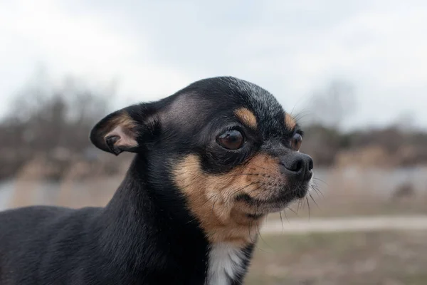 Mały Pies Chihuahua Pies Chihuahua Piasku Lesie Seria Zdjęć Małym — Zdjęcie stockowe