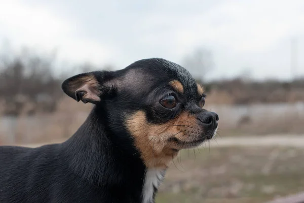 Perro Pequeño Chihuahua Chihuahua Perro Arena Bosque Una Serie Fotos —  Fotos de Stock