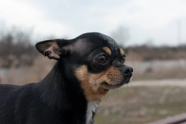 Küçük Köpek Chihuahua Chihuahua Köpeği Ormandaki Kumda Küçük Bir Köpekle — Stok fotoğraf