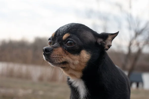 Pequeno Cão Chihuahua Chihuahua Cão Areia Floresta Uma Série Fotos — Fotografia de Stock