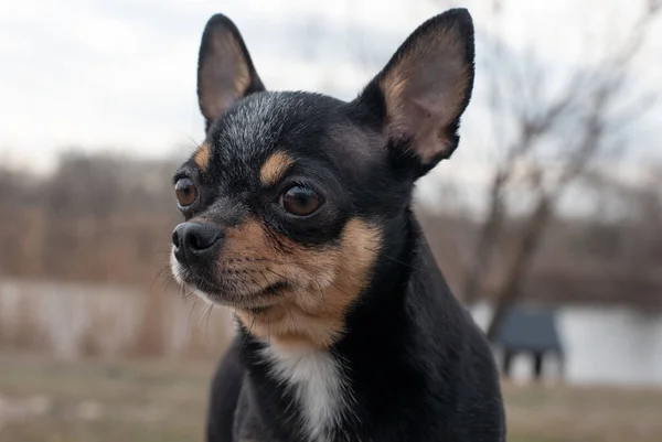 Piccolo Cane Chihuahua Chihuahua Cane Sulla Sabbia Nella Foresta Una — Foto Stock