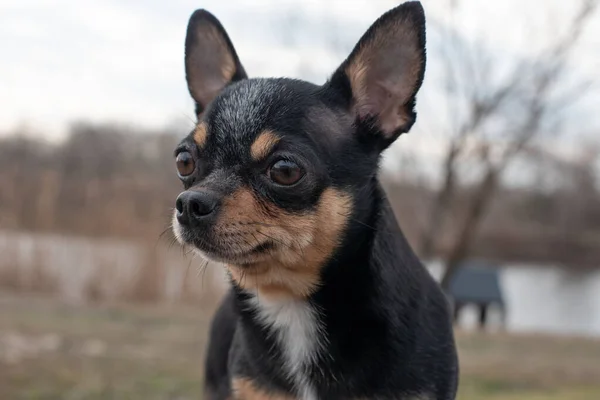 Küçük Köpek Chihuahua Chihuahua Köpeği Ormandaki Kumda Küçük Bir Köpekle — Stok fotoğraf