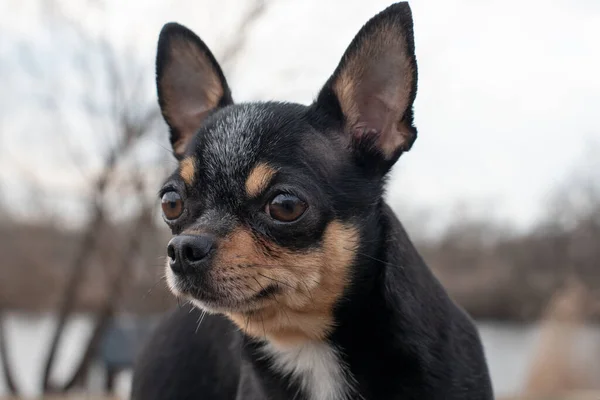Küçük Köpek Chihuahua Chihuahua Köpeği Ormandaki Kumda Küçük Bir Köpekle — Stok fotoğraf