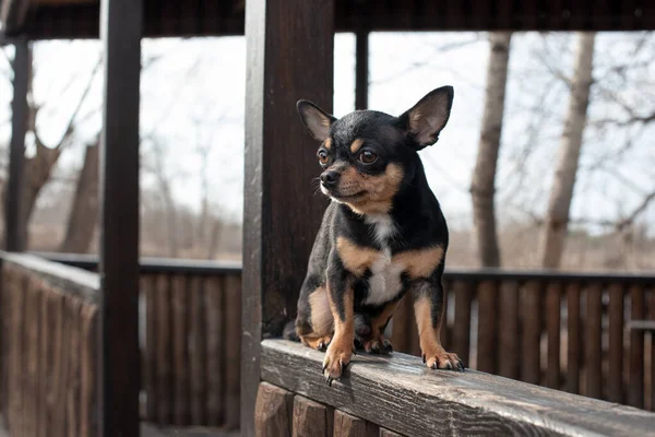 Kleiner Hund Chihuahua Chihuahua Hund Auf Dem Sand Wald Eine — Stockfoto