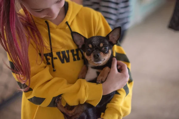 Liten Flicka Med Chihuahua Flicka Som Håller Chihuahua Flicka Med — Stockfoto