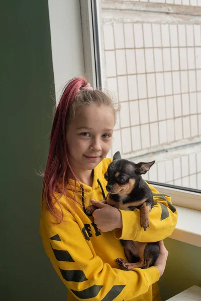 Dziewczynka Chihuahua Dziewczyna Trzymająca Chihuahua Dziewczyna Zwierzakiem Ramionach Chihuahua Czarnym — Zdjęcie stockowe