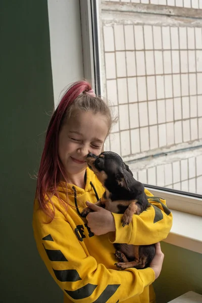 Petite Fille Avec Chihuahua Une Fille Tenant Chihuahua Fille Avec — Photo