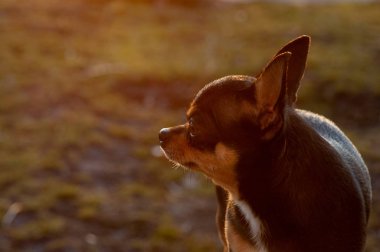 Komik chihuahua. Baharda gün batımında sokakta Chihuahua. Erken bahar günbatımı, Mart, doğa, köpek, evcil hayvan, yürüyüş. Siyah Kahverengi Beyaz Chihuahua