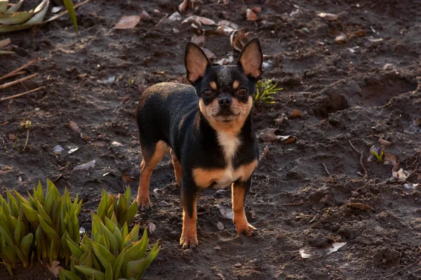 Grappige Chihuahua Chihuahua Het Voorjaar Bij Zonsondergang Straat Vroege Lente — Stockfoto