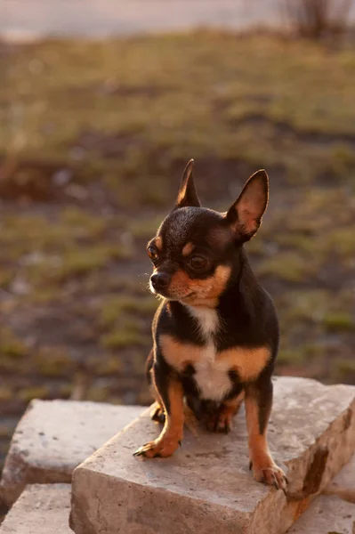 面白いChihuahua 通りの日没で春にChihuahua 早春の日没 ペット ペットブラックブラウンホワイトChihuahua — ストック写真