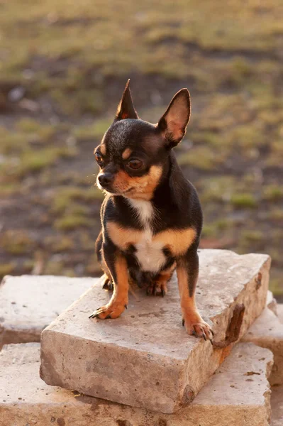 Śmieszne Chihuahua Chihuahua Wiosną Zachodzie Słońca Ulicy Wczesna Wiosna Zachód — Zdjęcie stockowe