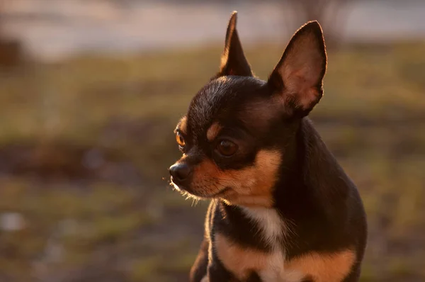 Śmieszne Chihuahua Chihuahua Wiosną Zachodzie Słońca Ulicy Wczesna Wiosna Zachód — Zdjęcie stockowe