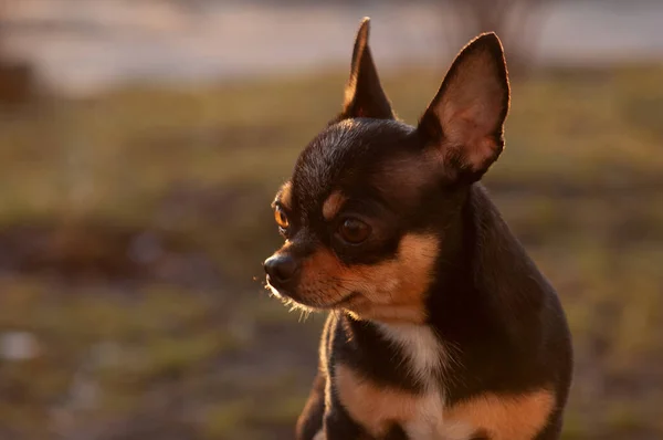 Chihuahua Engraçado Chihuahua Primavera Pôr Sol Rua Pôr Sol Primavera — Fotografia de Stock