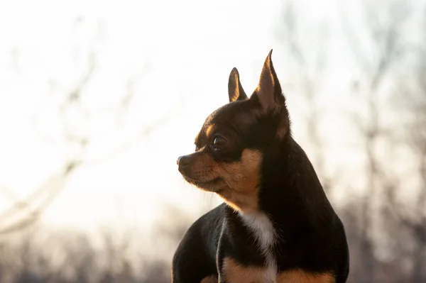Lustiger Chihuahua Chihuahua Frühling Bei Sonnenuntergang Auf Der Straße Frühlingssonnenuntergang — Stockfoto