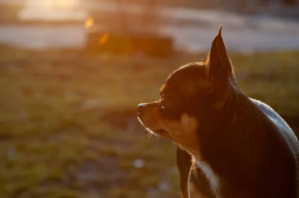 Grappige Chihuahua Chihuahua Het Voorjaar Bij Zonsondergang Straat Vroege Lente — Stockfoto