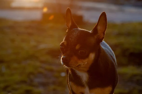 funny chihuahua. Chihuahua in spring at sunset on the street. Early spring sunset, March, nature, dog, pet, walk. Pet Black Brown White Chihuahua
