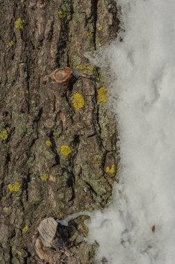 Ağaç kabuğu ve kar. Kışın ahşap dokusu, kar, doğa, Şubat, Ocak, Aralık. Ağaçta kar.