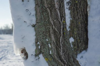 Ağaç kabuğu ve kar. Kışın ahşap dokusu, kar, doğa, Şubat, Ocak, Aralık. Ağaçta kar.