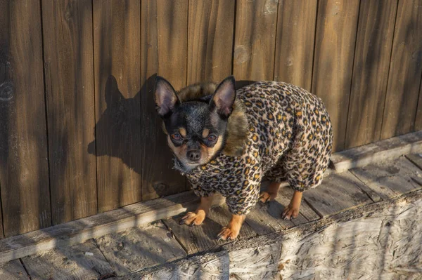 small dog jacket cold in the winter. Chihuahua in winter clothes. Chihuahua. Dog on a walk in the winter. Eco fur coat for dogs. Black brown white dog