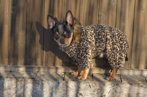 small dog jacket cold in the winter. Chihuahua in winter clothes. Chihuahua. Dog on a walk in the winter. Eco fur coat for dogs. Black brown white dog