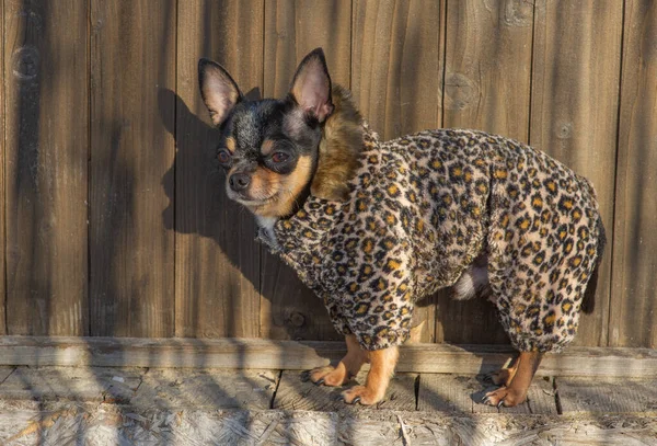 small dog jacket cold in the winter. Chihuahua in winter clothes. Chihuahua. Dog on a walk in the winter. Eco fur coat for dogs. Black brown white dog