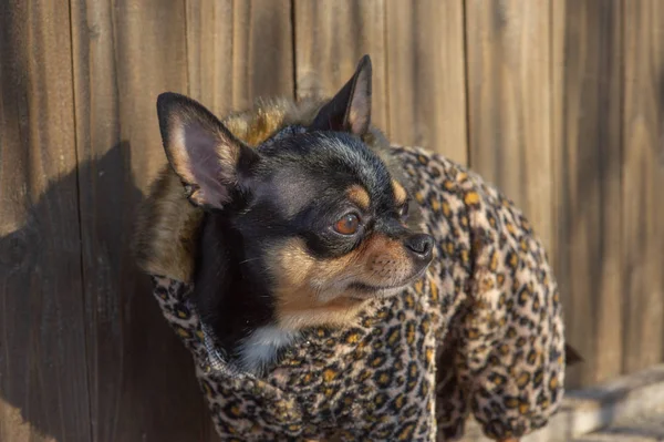 small dog jacket cold in the winter. Chihuahua in winter clothes. Chihuahua. Dog on a walk in the winter. Eco fur coat for dogs. Black brown white dog