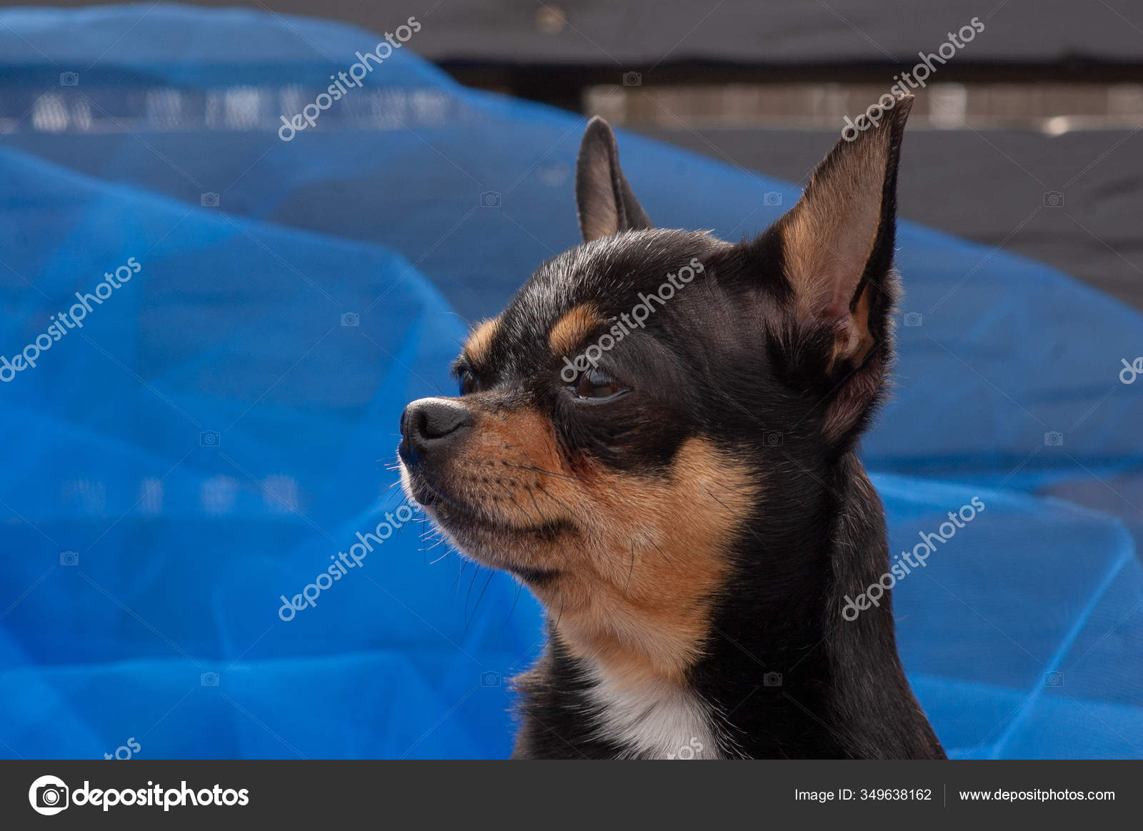 Chihuahua Dog Standing Blue Cloth Chihuahua Blue Cloth Chihuahua Black Stock Photo Image By C Kapinosova